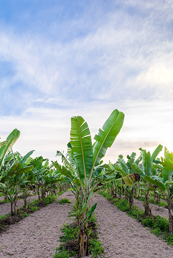 Защита капельного орошения банановых плантаций, Израиль